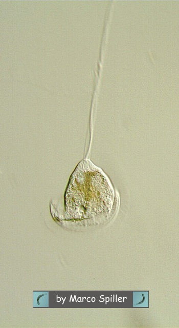 Vorticella.....e se fosse 
